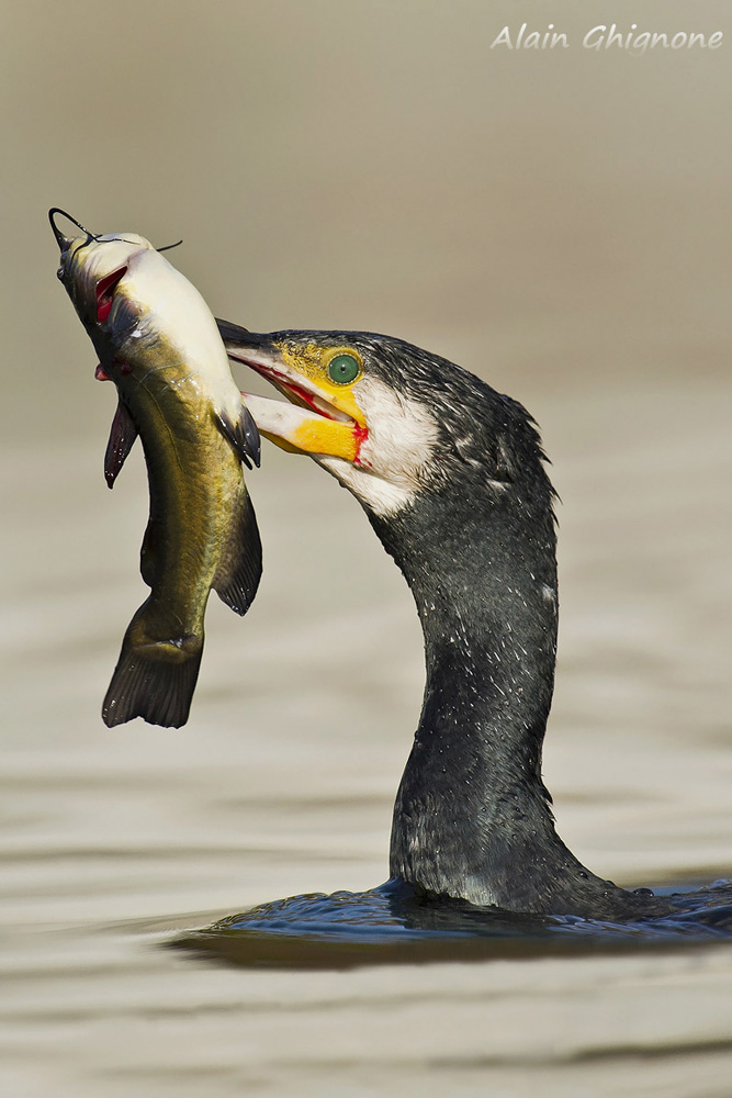 cormorani famelici